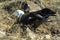 Closeup view of an Albatross nesting in The Galapagos Islands