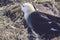 Closeup view of an Albatross nesting in The Galapagos Islands