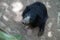 Closeup view of an American black bear.