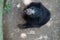 Closeup view of an American black bear.