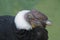 Closeup view of an Andean Condor on the ground