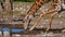 Closeup view of angolan giraffe drinking water with spread legs at Namutoni waterhole in Etosha National Park.