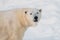 Closeup view of angry polar bear face