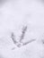 A closeup view of animal footprints or tracks belonging to a chicken or rooster in fresh white snow blanketing the ground in