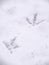 A closeup view of animal footprints or tracks belonging to a chicken or rooster in fresh white snow blanketing the ground in