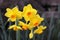 Closeup view of Australian daffodil flowers
