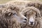 A closeup view of Australian sheep with Merino wool