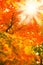 Closeup view of autumn orange beech tree leaves with a sun lens flare in a remote forest or countryside in Sweden. Woods