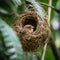 A Closeup view of a Baya Weaver Bird\\\'s Nest