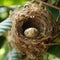 A Closeup view of a Baya Weaver Bird\\\'s Nest