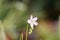 Closeup view of beauiful Dew-thread sundew