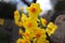 Closeup view of beautiful Australian daffodil flowers