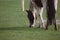 Closeup view of Beautiful brown pinto horse eating grass