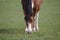 Closeup view of Beautiful brown pinto horse eating grass