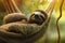 Closeup view of a beautiful cute Sloth relaxing in hammock in its natural habitat