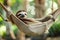 Closeup view of a beautiful cute Sloth relaxing in hammock in its natural habitat