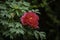 A closeup view of beautiful deep red peony flower