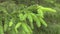 Closeup view of beautiful fresh green branches of young fir tree growing outdoor