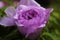 A closeup view of beautiful lilac peony