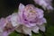 A closeup view of beautiful lilac peony