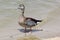 Closeup view of Beautiful Mallard duck at the lake