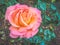 Closeup view of a beautiful multi-color rose flower in the garden against soft-focused background.