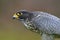 Closeup view of a beautiful peregrine falcon