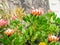 Closeup view of a beautiful Protea Cynaroides, King Protea flowers.