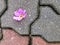 Closeup view of beautiful purple flower on the floor. Floral background concept for art and quotes wallpaper