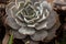 Closeup view of beautiful rosette Echeveria of white leaves. Composition of white thick funny leaves of succulent plant