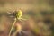 Closeup view of beautiful seed head of Scabiosa columbaria against a blurred background in the rays of the setting autumn sun