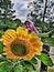 Closeup view of beautiful sunflower at the public park known as Taman Saujana Hijau Putrajaya. Happy girl enjoying the day.