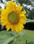 Closeup view of beautiful sunflower at the public park known as Taman Saujana Hijau Putrajaya. Nature concept