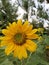 Closeup view of beautiful sunflower at the recreation park Taman Saujana Hijau Putrajaya