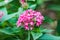 Closeup view of beautiful swamp milkweed flower