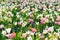 Closeup view of beautiful tulip field in bloom. Tulip flower of multiple colors - pink, yellow, violet, red, orange. Tulips are