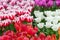 Closeup view of beautiful tulip field in bloom. Tulip flower of multiple colors - pink, yellow, violet, red, orange. Tulips are