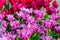Closeup view of beautiful tulip field in bloom. Tulip flower of multiple colors - pink, yellow, violet, red, orange. Tulips are