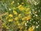 Closeup view of beautiful unidentified flowers