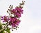 Closeup view of beautiful violet Crape Myrtle with clipping sky background