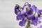 Closeup view of beautiful wood violets in vase, space for text. Spring flowers