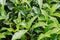 Closeup view of beautiful young upper fresh bright green tea leaves at tea plantation in rays