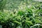 Closeup view of beautiful young upper fresh bright green tea leaves at tea plantation in rays of sunset.