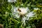 Closeup view of a bee pollinating a centaurea flower