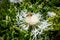 Closeup view of a bee pollinating a centaurea flower