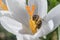 Closeup view of a bee in a white saffron flowet