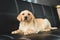 Closeup view of beige puppy lying