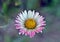 Closeup view of Bellis perennis, lawn daisy, bruisewort