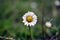 Closeup view of Bellis perennis, lawn daisy, bruisewort