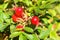 Closeup view berries of wild dog rose